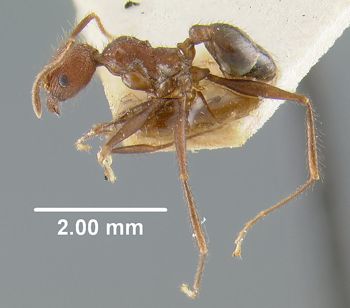 Media type: image;   Entomology 31795 Aspect: habitus lateral view